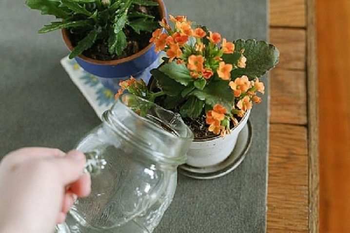 Как пересадить каланхоэ? 9 kak peresadit kalanhoe 10