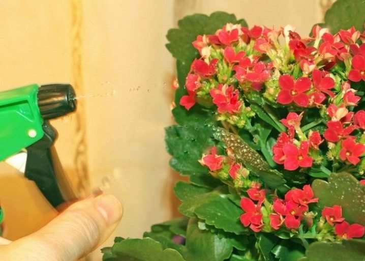 Как пересадить каланхоэ? 11 kak peresadit kalanhoe 2