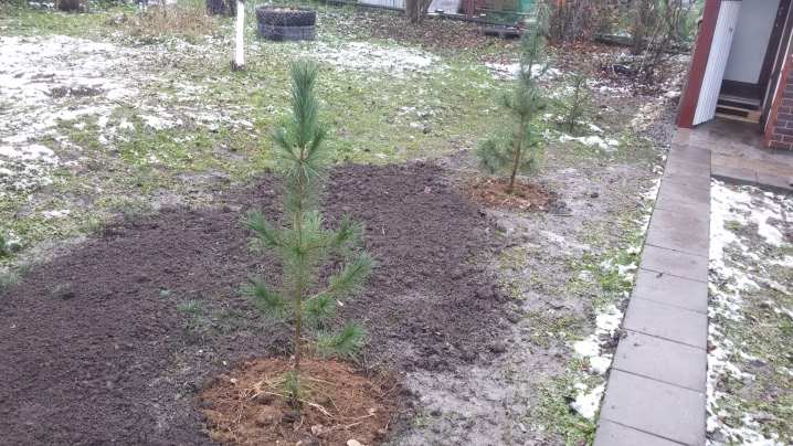 Как пересадить кедр на другое место? 2 kak peresadit kedr na drugoe mesto 1