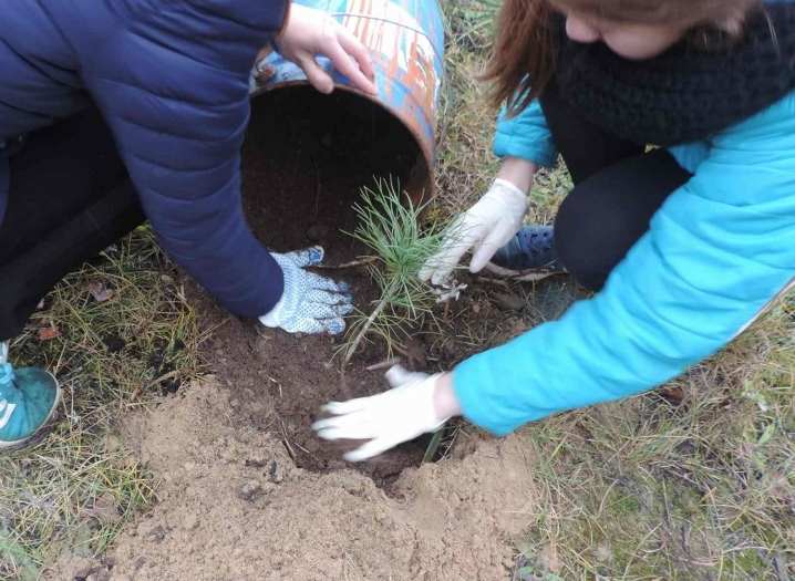 Как пересадить кедр на другое место? 12 kak peresadit kedr na drugoe mesto 11