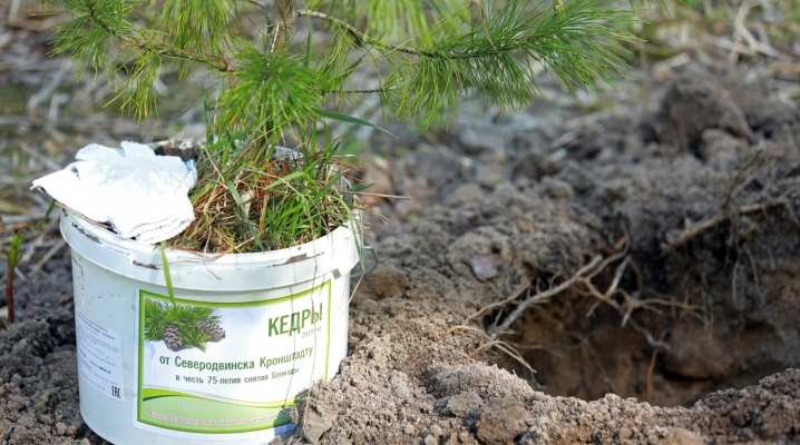 Как пересадить кедр на другое место? 13 kak peresadit kedr na drugoe mesto 12