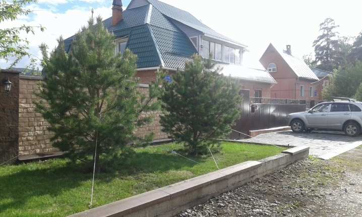 Как пересадить кедр на другое место? 3 kak peresadit kedr na drugoe mesto 3