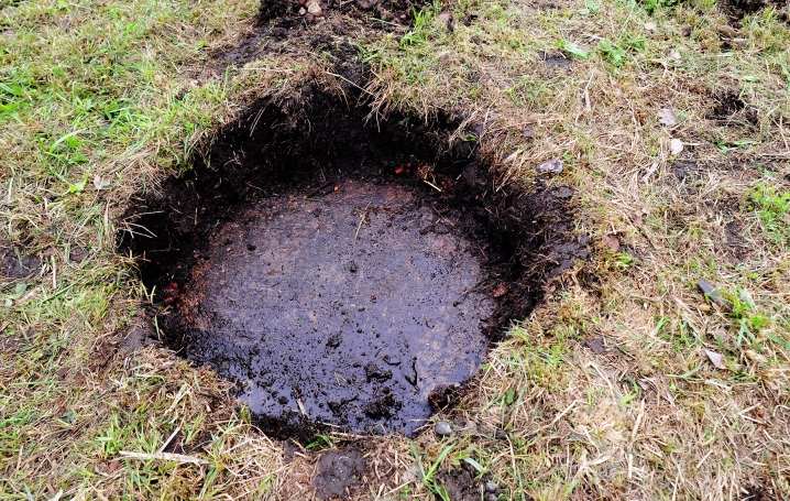 Как пересадить кедр на другое место? 9 kak peresadit kedr na drugoe mesto 8