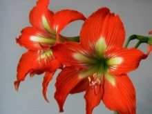 Как пересаживать гиппеаструм? 2 kak peresazhivat gippeastrum 1