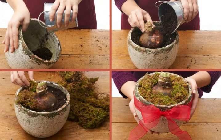 Как пересаживать гиппеаструм? 11 kak peresazhivat gippeastrum 10
