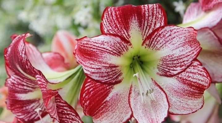Как пересаживать гиппеаструм? 1 kak peresazhivat gippeastrum 15