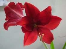 Как пересаживать гиппеаструм? 3 kak peresazhivat gippeastrum 2