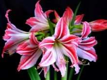 Как пересаживать гиппеаструм? 4 kak peresazhivat gippeastrum 3