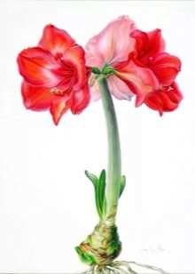 Как пересаживать гиппеаструм? 5 kak peresazhivat gippeastrum 4