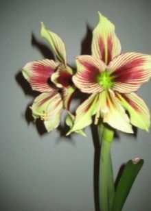 Как пересаживать гиппеаструм? 6 kak peresazhivat gippeastrum 5