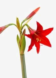 Как пересаживать гиппеаструм? 7 kak peresazhivat gippeastrum 6