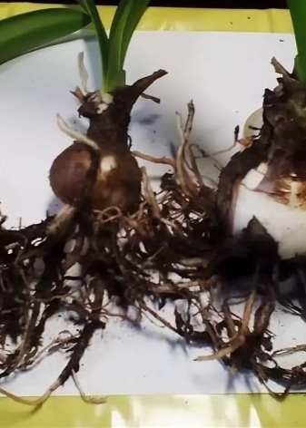 Как пересаживать гиппеаструм? 8 kak peresazhivat gippeastrum 7