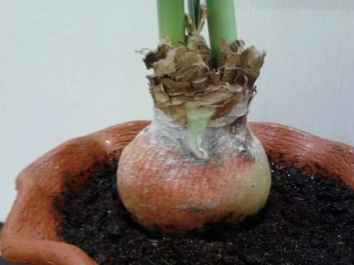 Как пересаживать гиппеаструм? 10 kak peresazhivat gippeastrum 9