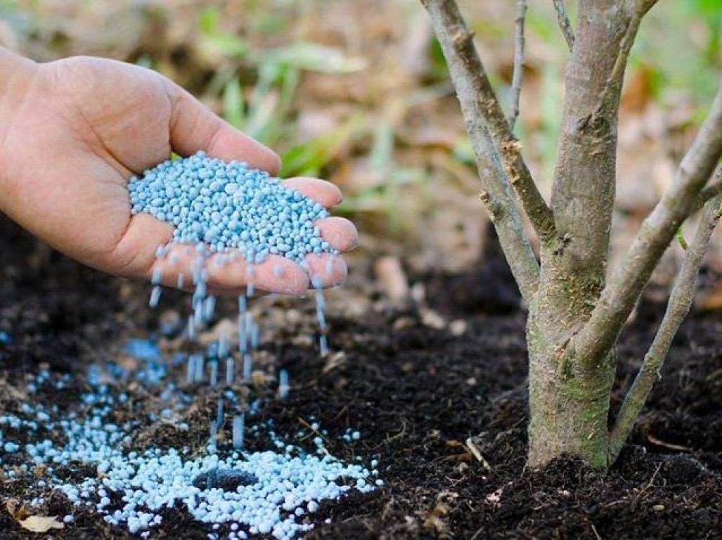 Как посадить куст? 10 Удобрение для кустарников