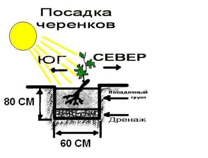 Как посадить виноград весной? 3 kak posadit vinograd vesnoj 2