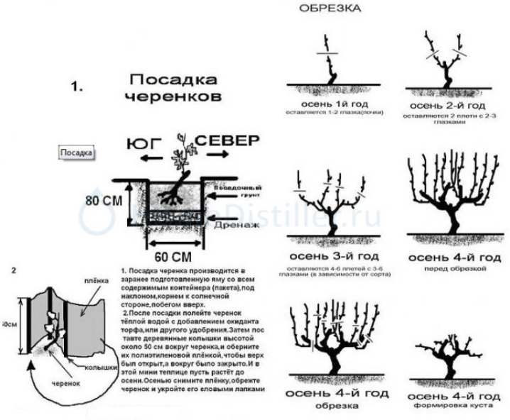 Как посадить виноград весной? 8 kak posadit vinograd vesnoj 7