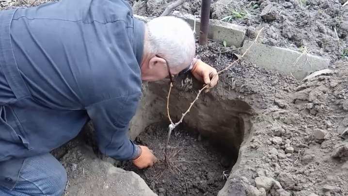 Как посадить виноград весной? 9 kak posadit vinograd vesnoj 8