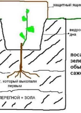 Как посадить виноград весной в открытый грунт? 14 kak posadit vinograd vesnoj v otkrytyj grunt 1