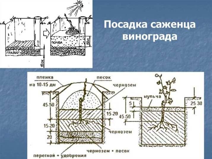 Как посадить виноград весной в открытый грунт? 13 kak posadit vinograd vesnoj v otkrytyj grunt 14