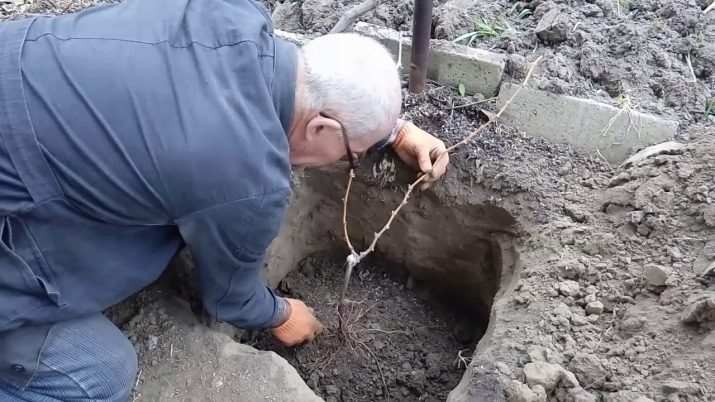 Как посадить виноград весной в открытый грунт? 6 kak posadit vinograd vesnoj v otkrytyj grunt 9