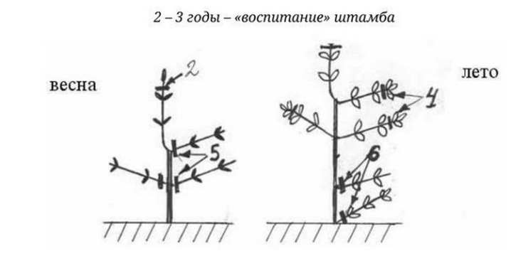 Как правильно обрезать гортензию? 26 kak pravilno obrezat gortenziyu 2