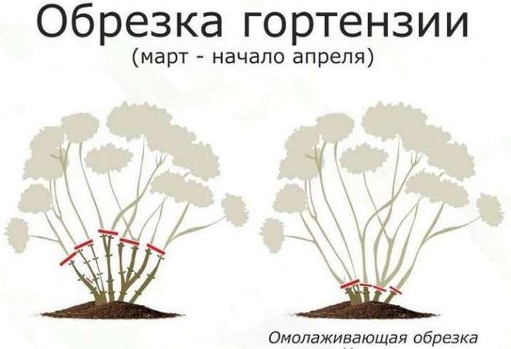 Как правильно обрезать гортензию? 17 kak pravilno obrezat gortenziyu 22
