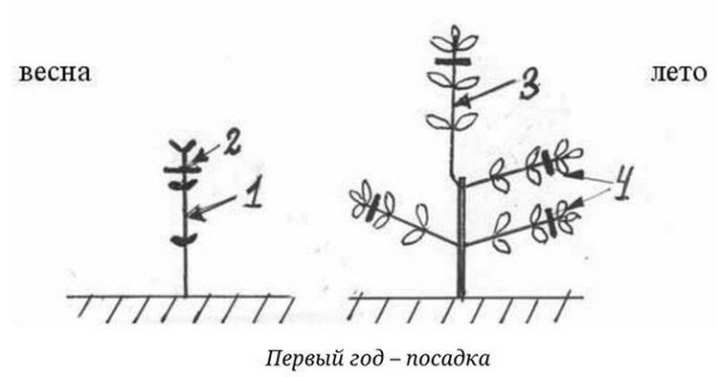 Как правильно обрезать гортензию? 25 kak pravilno obrezat gortenziyu 30