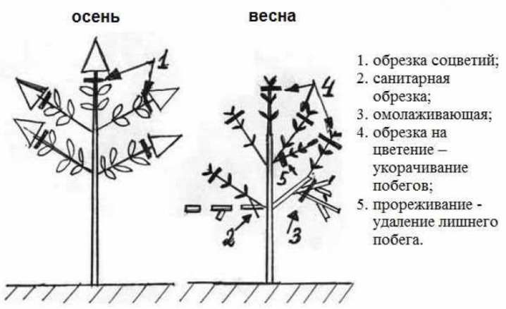 Как правильно обрезать гортензию? 28 kak pravilno obrezat gortenziyu 4