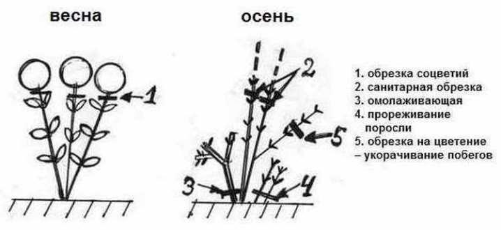Как правильно обрезать гортензию? 24 kak pravilno obrezat gortenziyu 5