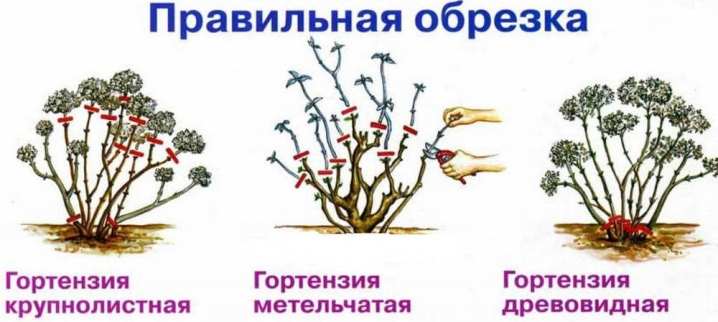 Как правильно обрезать гортензию? 15 kak pravilno obrezat gortenziyu 6