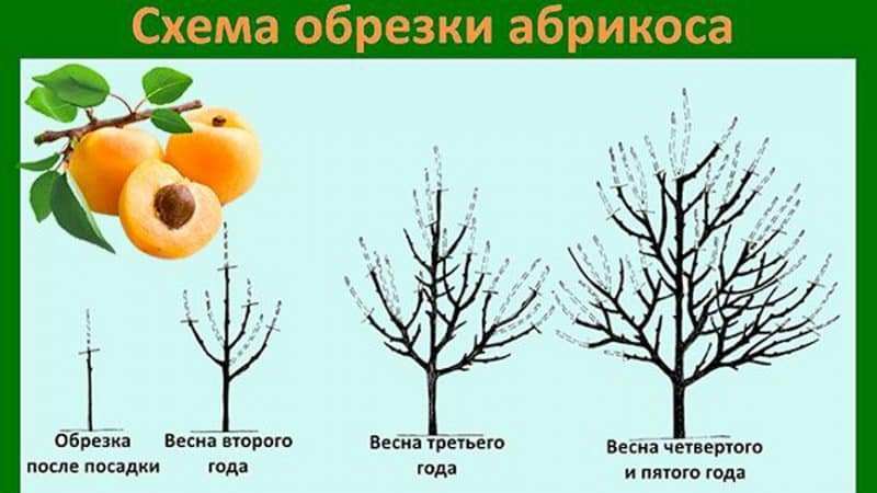 Как посадить абрикос из косточки в домашних условиях 5 Как посадить абрикос из косточки в домашних условиях