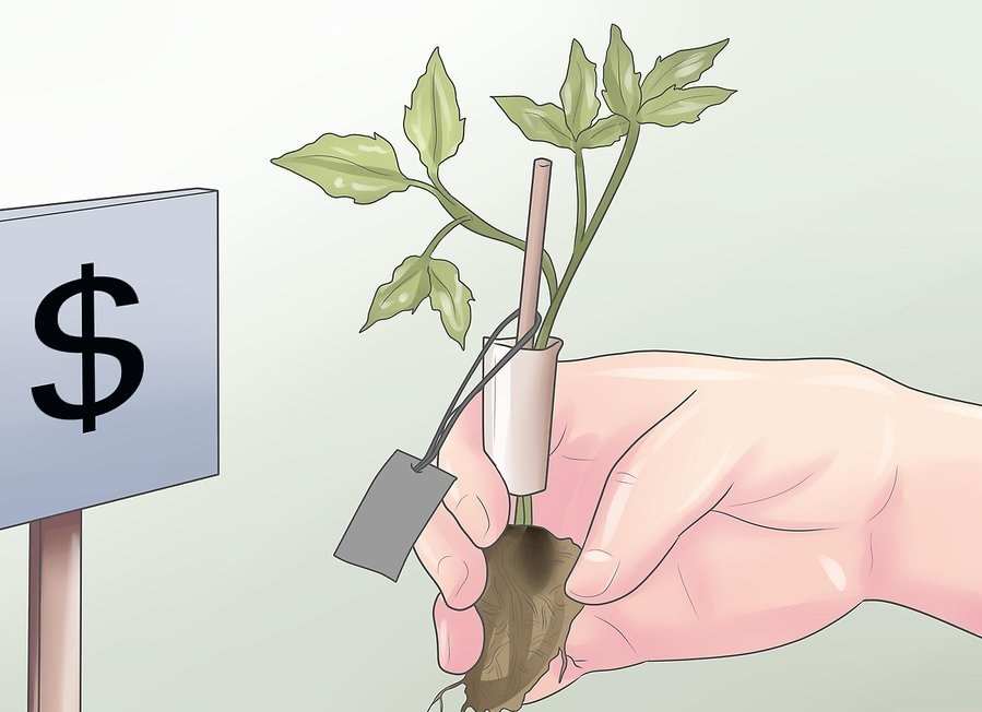 Как прививать растения? 2 Засыпка семян для прививки