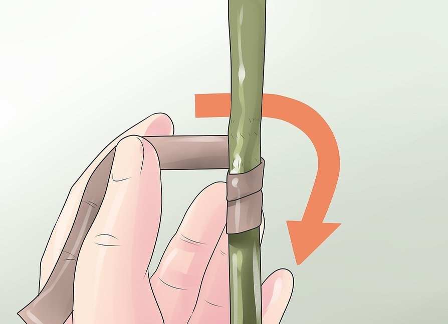 Как прививать растения? 23 Удаление короны с растения