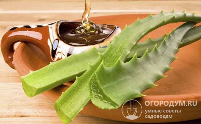 Как проращивать огурцы перед посадкой 4 Преимуществами