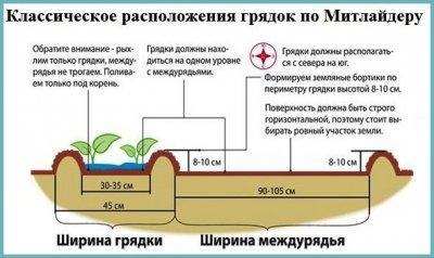 Делаем грядки в теплице правильно: расположение, ширина, высота, фото 3 kak raspolozhit rasteniya v teplice