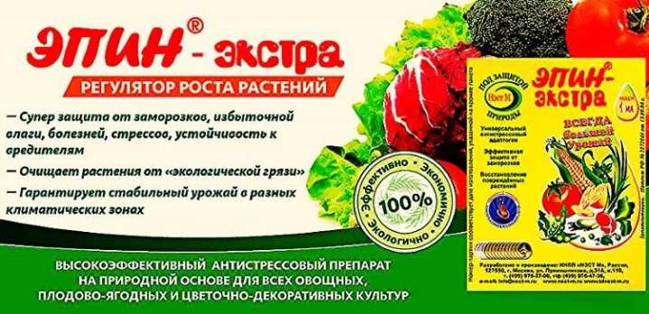Как размножить хризантему? 10 kak razmnozhit hrizantemu 9