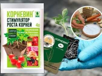 Как размножить смородину черенками осенью? 10 kak razmnozhit smorodinu cherenkami osenyu 5