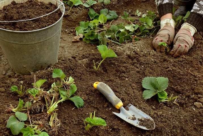 Как сажать клубнику весной? 2 kak sazhat klubniku vesnoj 8