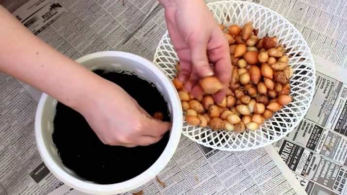 kak sazhat luk sevok v domashnih usloviyah 6
