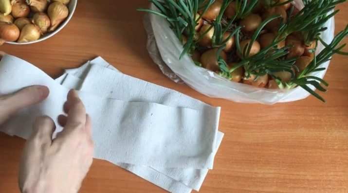 kak sazhat luk sevok v domashnih usloviyah 9