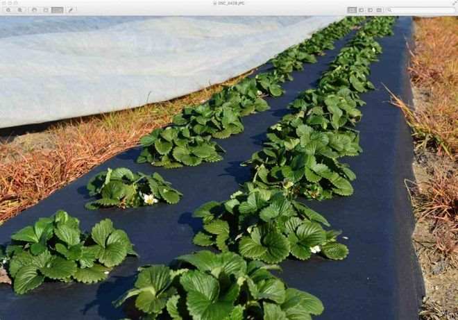 Как сделать грядки из досок на участке 8 Агроволокно