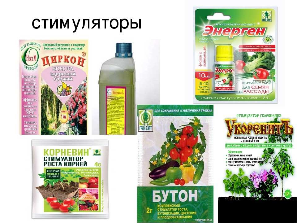 Как ускорить рост растений? 3 Средства для стимулирования роста растений