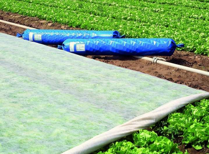 Как выбрать агроволокно? 8 kak vybrat agrovolokno 6