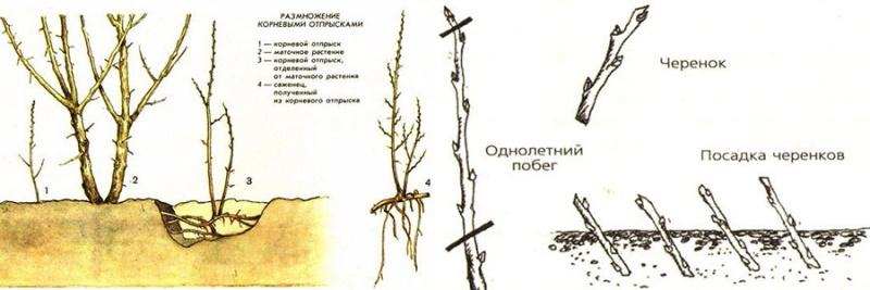 Как вырастить боярышник из черенков или пластов