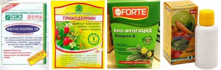 kak vyrastit cvetnuyu kapustu v otkrytom grunte 10