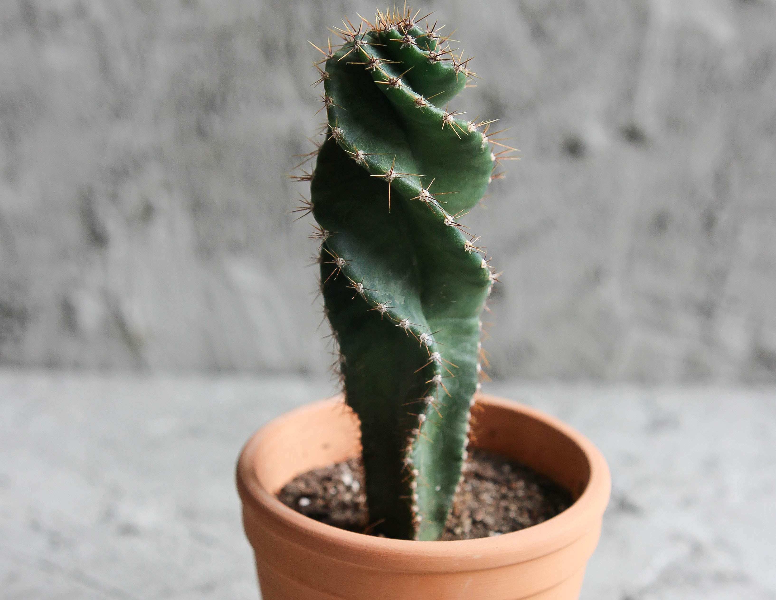 Как вырастить кактус? 3 Кактус Cereus