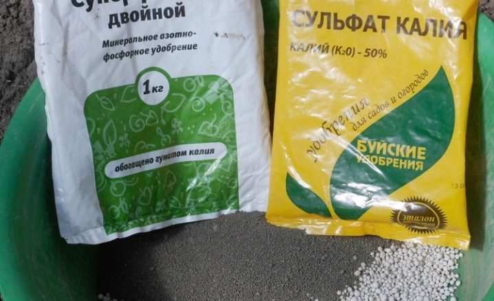 Как вырастить нарциссы в горшке? 14 kak vyrastit narcissy v gorshke 11