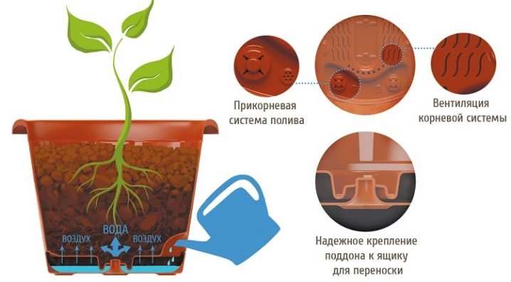 Как вырастить нарциссы в горшке? 12 kak vyrastit narcissy v gorshke 17