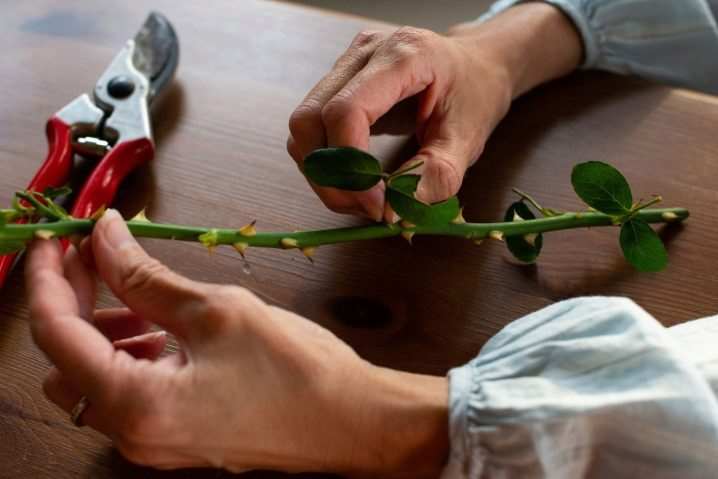 Как вырастить розу из букета? 6 kak vyrastit rozu iz buketa 5