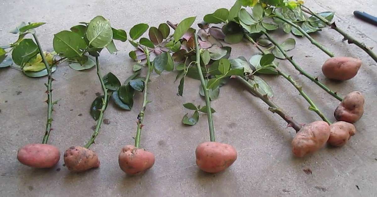 Черенки картофельных роз